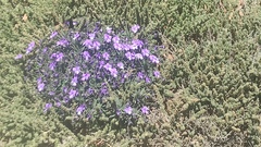 Viola guaxarensis, photograph Sara Navarro, CC BY, iNaturalist via GBIF