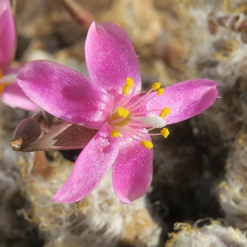 Anacampseros filamentosa