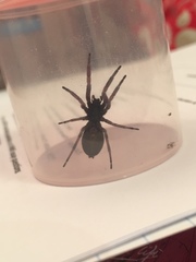 Lampona cylindrata