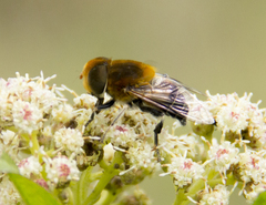 Palpada ruficeps