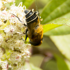 Palpada ruficeps