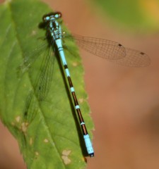 Coenagrion interrogatum
