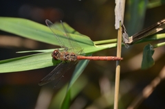 Sympetrum