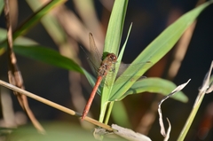 Sympetrum