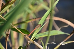 Sympetrum