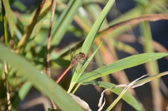 Sympetrum