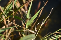 Sympetrum