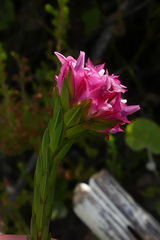 Erica bracteolaris