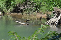 Trachemys scripta troostii