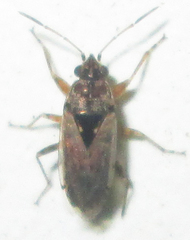 Graphoraglius