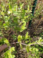 Acanthospermum hispidum