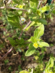 Acanthospermum hispidum