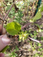 Acanthospermum hispidum