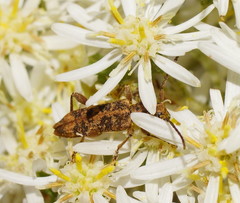 Pempsamacra dispersa