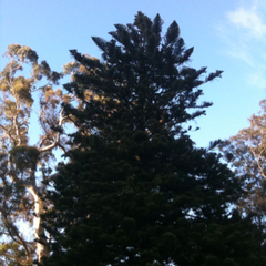 Araucariaceae