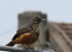 Rufous-Bellied Thrush photo 3
