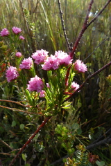 Erica bracteolaris