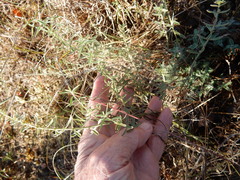 Hedeoma reverchonii