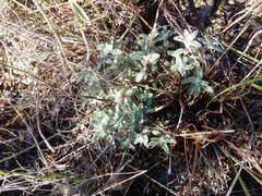 Hedeoma reverchonii
