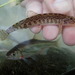 Balkan Golden Loach - Photo (c) Stamatis Zogaris, some rights reserved (CC BY-NC), uploaded by Stamatis Zogaris