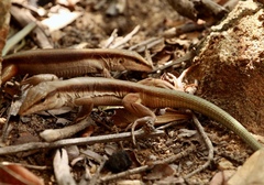 Glaucomastix venetacauda