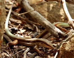 Glaucomastix venetacauda