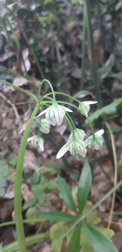 Image of Allium pendulinum by (c) Leonardo Ancillotto, some rights reserved (CC BY)