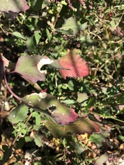 Chrysoesthia sexguttella