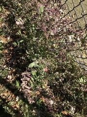 Chrysoesthia sexguttella