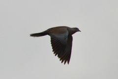 Streptopelia decaocto