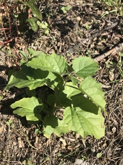 Physalis heterophylla