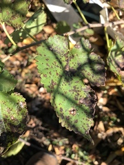 Cercospora moricola