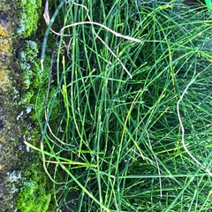Equisetum bogotense