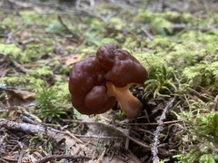 Gyromitra esculenta image