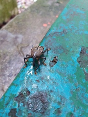 Cholus parallelogrammus