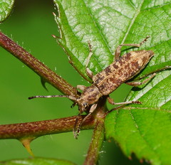 Pempsamacra dispersa