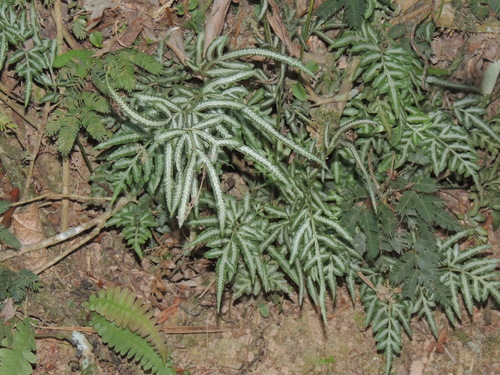 Pteris ensiformis iNat (3)