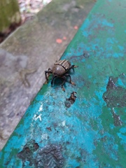 Cholus parallelogrammus