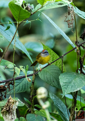 Myiothlypis coronata