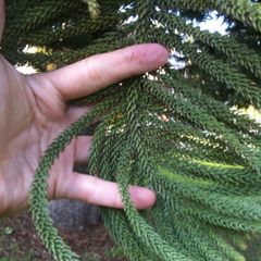 Araucariaceae