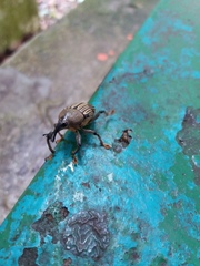 Cholus parallelogrammus