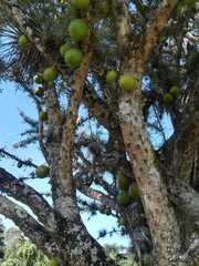 Crescentia alata