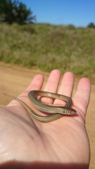 Tetradactylus africanus