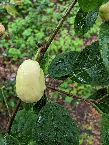 Pocket Plum