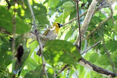 Caryothraustes poliogaster