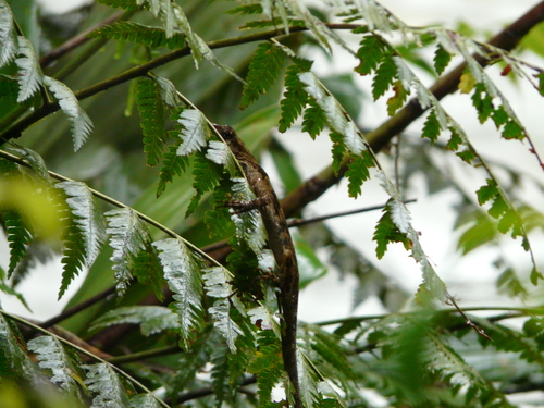 Anolis tropidolepis