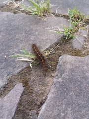 Lepidoptera