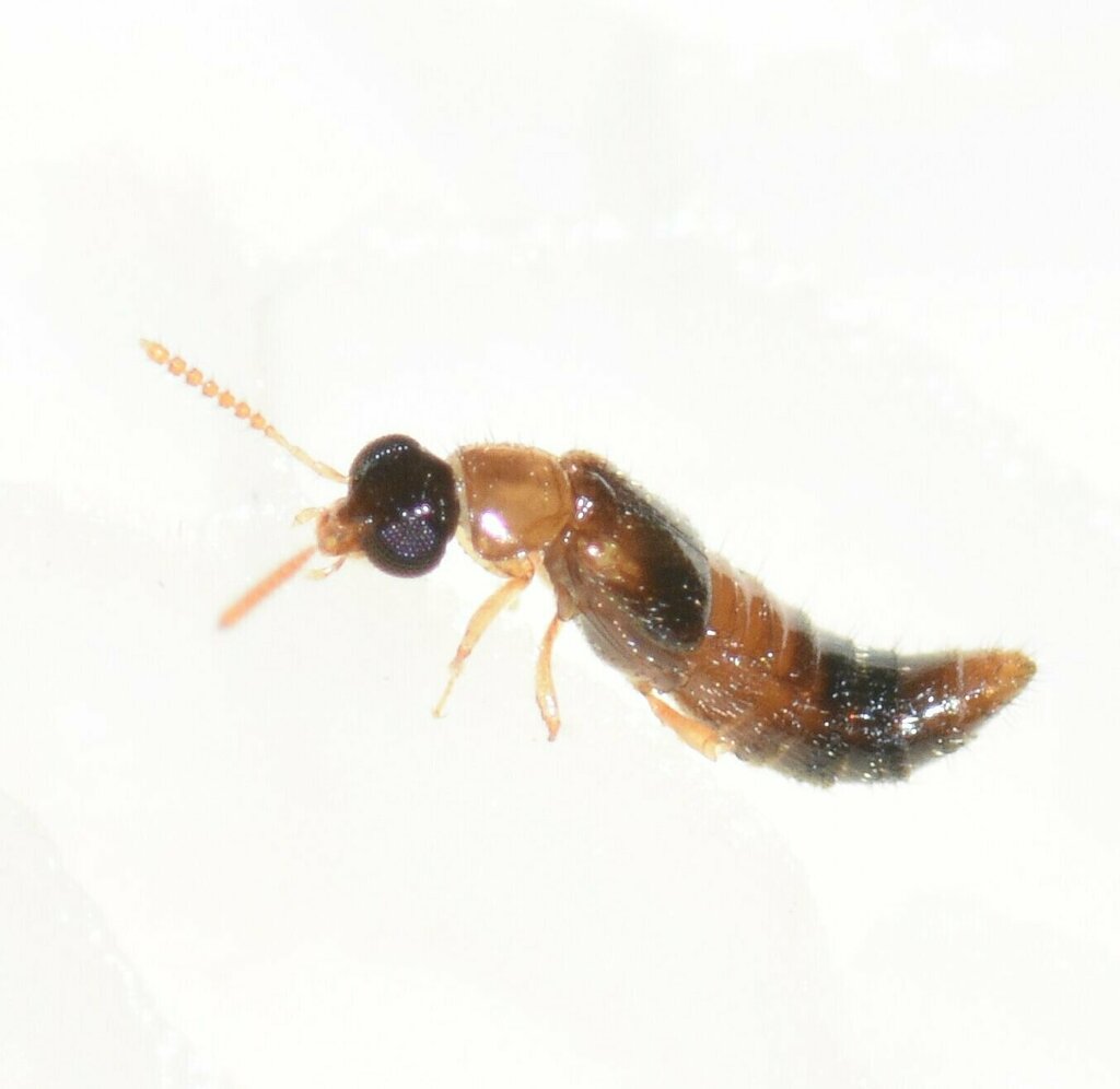 Gyrophaenina