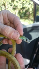 Philothamnus natalensis