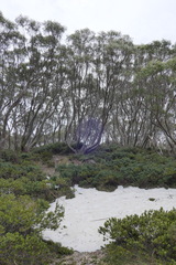 Eucalyptus pauciflora